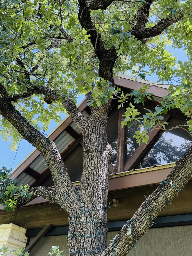This image has an empty alt attribute; its file name is Tree-in-front-of-pavilion-768x1024.jpg
